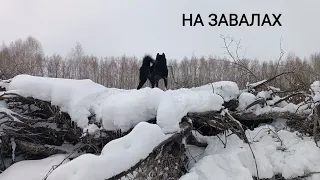 ПО ЗАВАЛАМ И БОЛОТАМ/ ВЛЕТЕЛ НА УАЗЕ В ПЕРЕМЁТ/