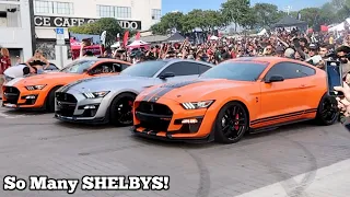 When FOUR Shelby 2020 GT500’s go to a Car Meet! *Rare Sighting*