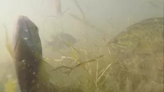 Spawning Bluegills with Bass Attacking - AWESOME Underwater Video!