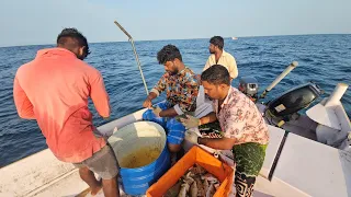 #vlog 6 - fisherman caught plenty of emperfishes on 6 day using cuttle fish bait |