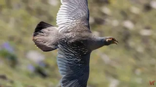 Улары, или горные индейки (лат. Tetraogallus)