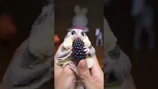 Cute Sugar Glider Eating Berry ❤️❤️ #shorts #sugarglider #sugarglidercare