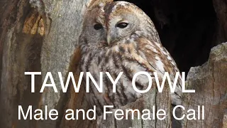 Tawny Owl Call from male and female owls, Strix aluco. One of the most common owls in europe