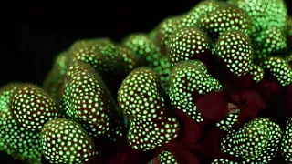 Fluorescent Coral Glows in the Depth of the Ocean | BBC Earth