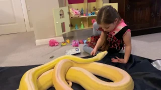 Gentle interactions between 7 year old and 16ft Reticulated Python