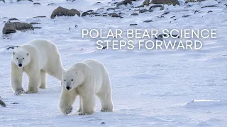 Polar Bear Science Steps Forward | Tundra Connections
