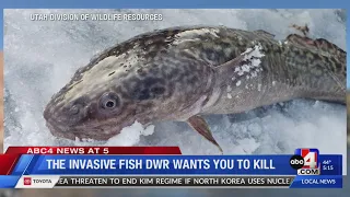 Burbot: The Invasive Fish Utah Division of Wildlife Resources Wants You to Kill