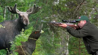 Hunting in Sweden - Moose and Wood Grouse Hunting | Lov u Švedskoj - Lov na losa i tetreba