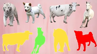 CUTE ANIMALS Cow, Horse, Tiger, Dog (Choose The Right Tiger,Dog, Cow, Horse Puzzle)#cow #puzzle
