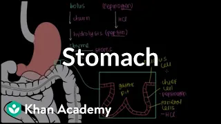 Stomach | Gastrointestinal system physiology | NCLEX-RN | Khan Academy