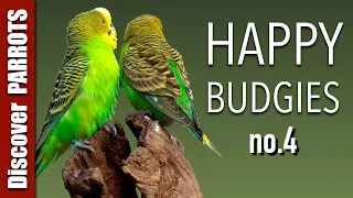 Happy Budgies 4 - Budgerigar Sounds to Play for Your Parakeets | Discover PARROTS