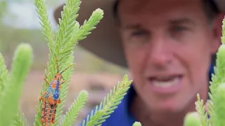 Leichhardt's Grasshopper in Kakadu with Luke Paterson from NT Bird Specialists Instagram