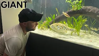 SUPER RARE CROSS RIVER PUFFER FISH plus BUCKTOOTH TETRA TANK