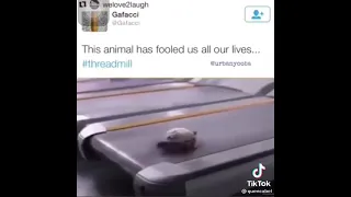 This tortoise is literally high as fuck😅