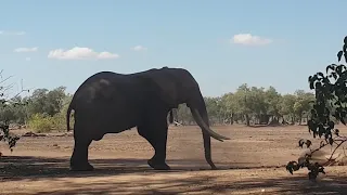 Iconic African Elephant