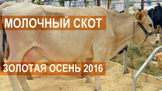 Молочный скот на выставке Золотая осень 2016