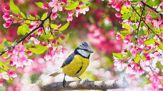 Happy Music With Bird Sounds Take Care The Soul And Heart Health by "Nature Calmness"