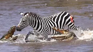 Brave Zebra Fights Off Five Crocodiles And Survives