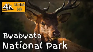 4K African Animals - Bwabwata National Park - Scenic Wildlife Film With Real Sounds