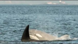 A rare white killer whale is spotted in the Puget Sound