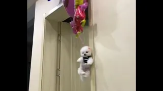 Pomeranian Puppy Floats Up From Big Balloons