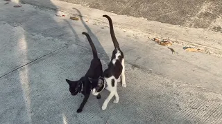 Synchronized cats