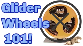 Sugar Glider Wheels: The Good, Bad & The Ugly | Safe Sugar Glider Wheels | My Pawfect Family