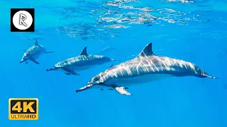 🌊 💙 Beautiful Sounds of Dolphins & Whales | Meditative Nature Sounds for Harmony & Deep Sleep 4K