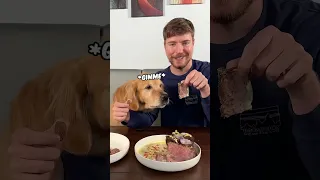 Feeding dog a 1$ vs 10,000$ steak 😋#mrbeast #viral #shorts