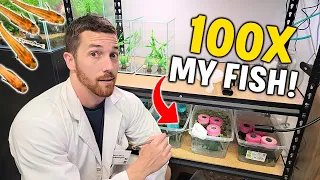 100x Your Fish With A Simple Mini Fish Farm!