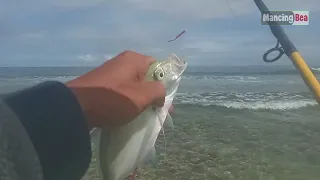 Mancing di Karang Dangkal Lagi | popper sabiki