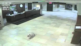 Loyal Dog Finds Hospital On Her Own To Visit Her Sick Human | DOGS YOU SHOULD KNOW ABOUT