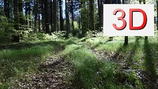 Ultra HD 3D Film: APRIL FOREST WALK (4K Resolution)