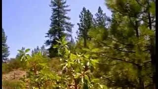 Helicopter Water Drop - Robbers Fire, 7-17-2012 Iowa Hill, Placer County, California