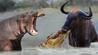 Hippos Save Wildebeest from Crocodiles - Hippo Destroy Crocodile Save wildebeest