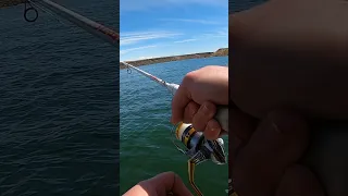 Perch Fishing 🎣🐟