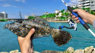 Catching Tropical AQUARIUM PET FISH in Paradise!! ($$$)