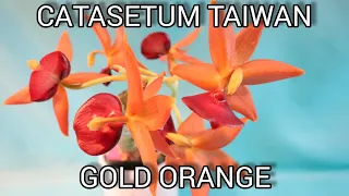 #Catasetum #Taiwangoldorange Catasetum Taiwan gold orange in full bloom