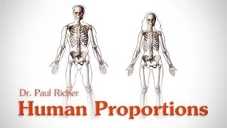 Human Figure Proportions - Average Figures - Dr. Paul Richer