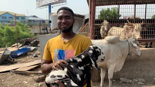 How a Student Became the Best Cattle Farmer in Ghana at 20