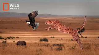 Cheetah Attack And Eating Eagle ! WILD ANIMALS