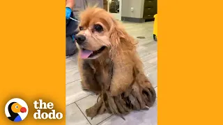 Dog Who Lost 5 Pounds Of Matted Fur Can't Stop Smiling | The Dodo