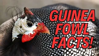 🐦 Meet the Guinea Fowl: 10 Fun Facts! 🌟