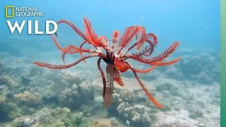 Feather Stars and Their Animal Invaders | Nat Geo Wild