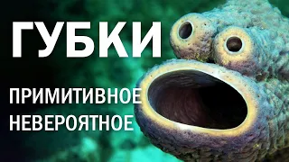 Морские губки: примитивное – невероятное