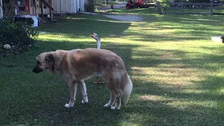 Animal Friendships!