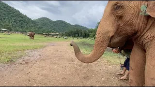 Elephant Came To Say Hello To Favorite Who Away For One Month - ElephantNews