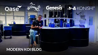 Modern Koi Blog #6062 - Kann eine plötzlich gelb werden Haut ein Krankheitszeichen sein?