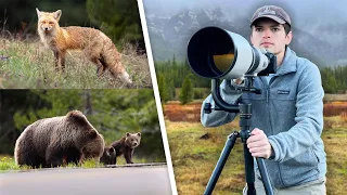 Photographing Bears, Badgers, Moose, & More! - Yellowstone & Grand Teton Spring Wildlife Photography