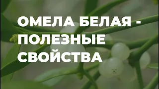 Омела белая - полезные свойства, применение в народной медицине, рецепты / Захар Травник